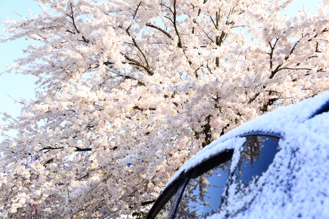 河津桜を車で楽しむドライブコースのおすすめスポットとアクセス方法