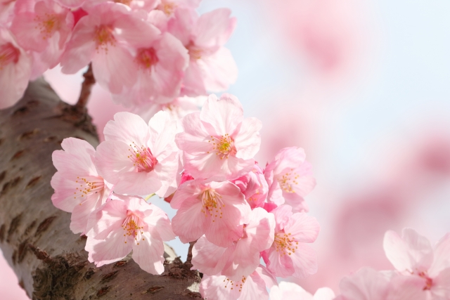 河津桜2019の神奈川名所！見頃時期と開花満開予想、ライトアップ情報
