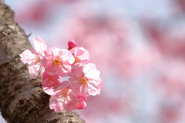 河津桜2020の見頃と開花情報！河津桜の原木が発見されたのはいつ？