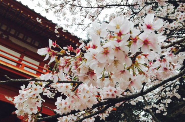 清水公園桜祭りの花見2019の見頃時期と開花状況！ライトアップや屋台出店、混雑