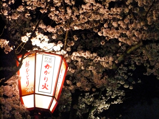 円山公園の夜桜ライトアップ