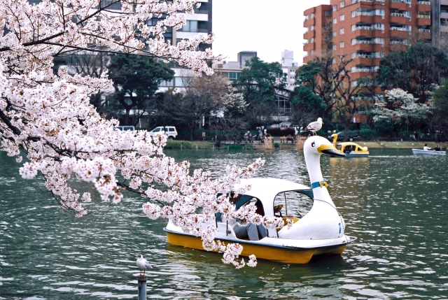 上野公園の桜花見2020の見頃はいつまで？開花状況や満開予想、ライトアップ情報