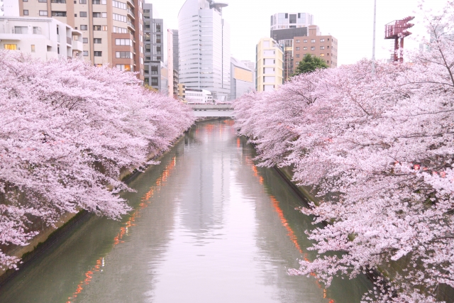 目黒川の桜花見2020の見頃はいつから？開花情報と満開予想、ライトアップ時間
