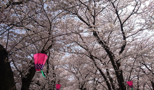 幸手権現堂桜堤