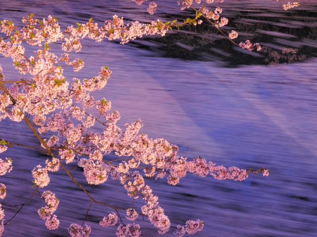 嵐山中之島公園の夜桜ライトアップ