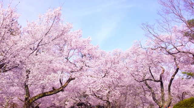 三ツ池公園の桜花見2019の見頃時期と開花状況、満開はいつまで？ライトアップ情報