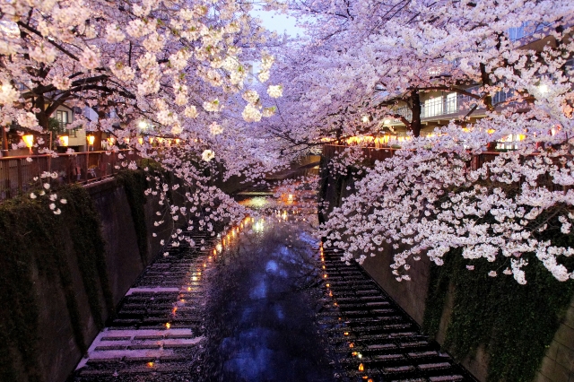 山崎川の夜桜ライトアップ