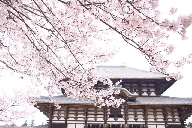 奈良公園の桜花見2019の開花情報と見頃満開！ライトアップや屋台出店、混雑