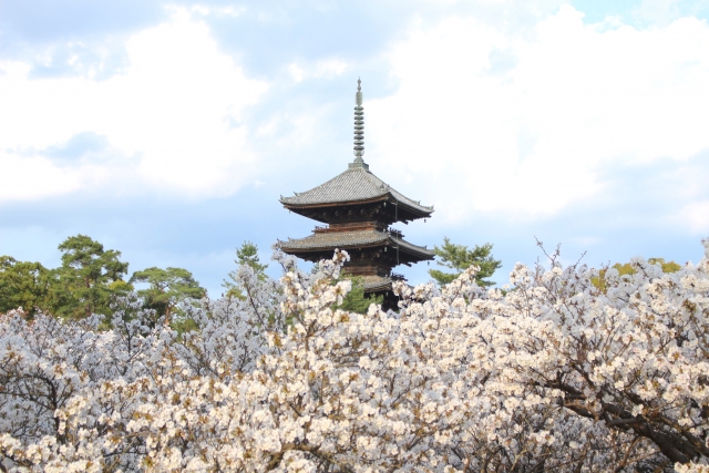 仁和寺の御室桜2019の見頃時期と開花満開予想！ライトアップや混雑情報