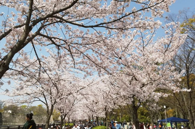 大阪城公園の桜花見2020の混雑予想や場所取りの時間、駐車場の混み具合
