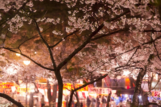 埼玉大宮の花見スポットで屋台出店のおすすめは？場所と時間、食べ物情報