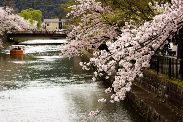 岡崎公園桜まつりの花見2019の見頃満開時期と開花状況！ライトアップと屋台出店