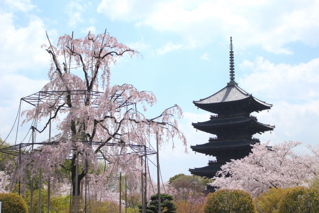 東寺の桜2019の見頃時期と開花状況、満開はいつまで？ライトアップ情報