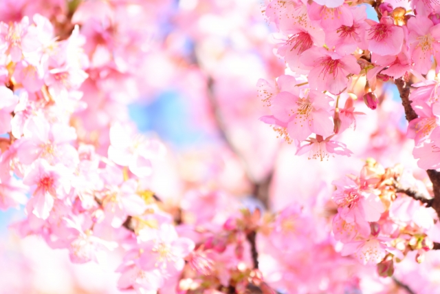 高田公園桜祭りの花見2019の見頃時期と開花満開予想！ライトアップや混雑渋滞状況