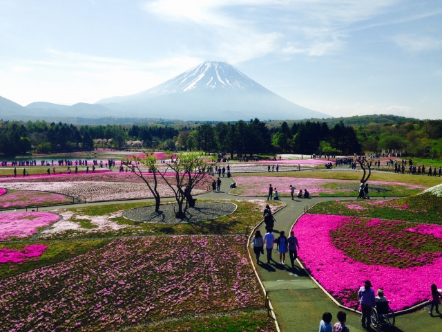 富士芝桜祭り2019の混雑状況や渋滞回避情報とGW、駐車場の混み具合