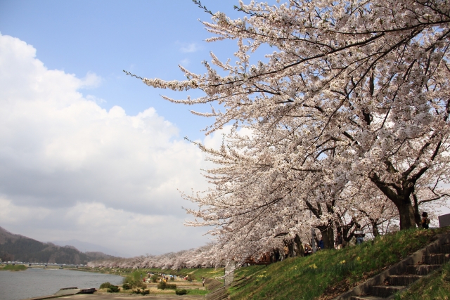 角館桜祭り2019の見頃時期と開花満開予想！駐車場やライトアップ情報