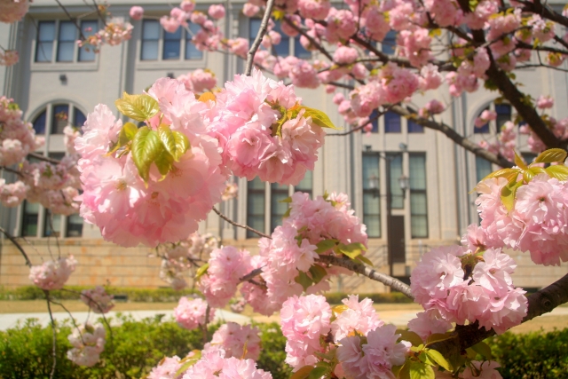造幣局 桜の通り抜けの花見2019の混雑や交通規制の場所と所要時間