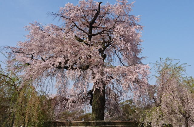 円山公園(京都)の桜花見2019の混雑や場所取りのルール、禁止注意事項