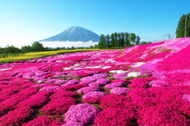 富士芝桜祭り2019の見頃時期と現在の開花状況！満開予想はいつからいつまで？